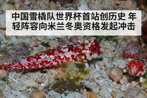 中国雪橇队世界杯首站创历史 年轻阵容向米兰冬奥资格发起冲击